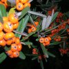 Pyracantha angustifolia